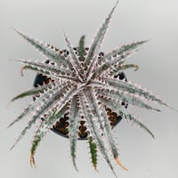 Dyckia 'Kali' Sueb Hybrid
