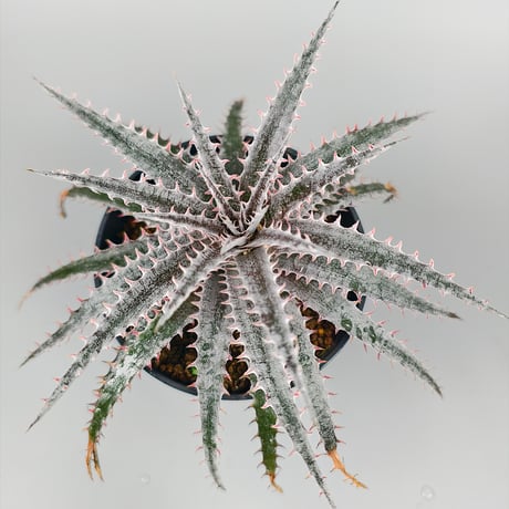 Dyckia 'Kali' Sueb Hybrid