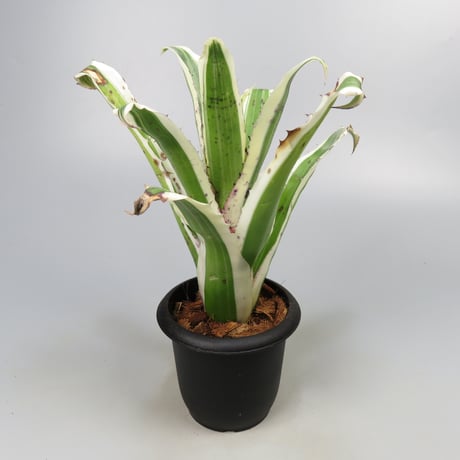 Hohenbergia 'Karla' (BCR11568) ex Hermann Prinsler