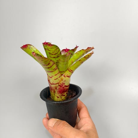 Neoregelia Little Faith Bromeliad Cultivar Register (5446)