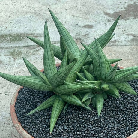 Sansevieria Taurus from Yoky plant