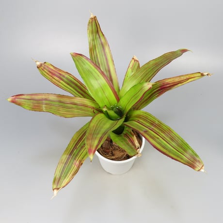 Neoregelia 'Amazing Grace' Bromeliad Cultivar Register (2897)
