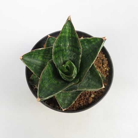 Sansevieria Yokmorakot from Yoky plant