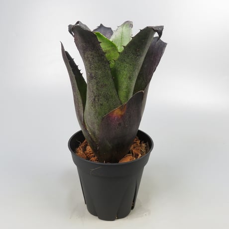 Hohenbergia leopoldo-horstii Black form