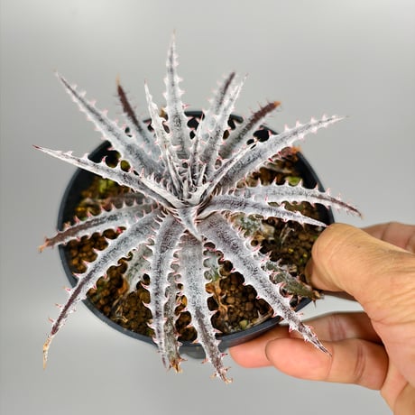 Dyckia 'Kali' (Warren × Mercury) Sueb Hybrid