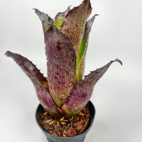 Hohenbergia leopoldo-horstii Black Form