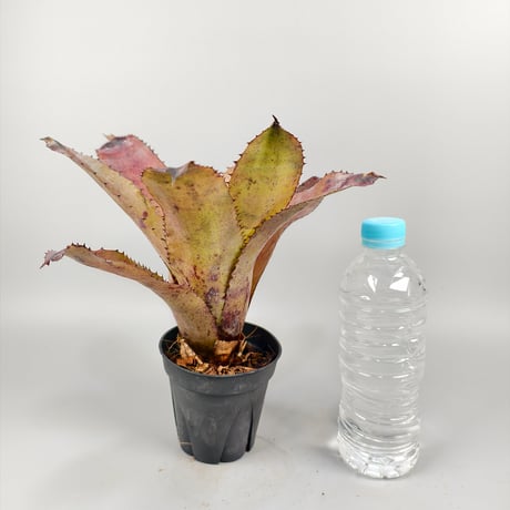 Aechmea Whyanbeel (Hohenbergia sp Brazil)
