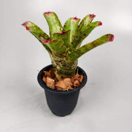 Neoregelia Little Faith Bromeliad Cultivar Register (5446)
