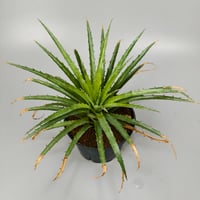 Bromelia humilis small Clone