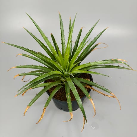 Bromelia humilis small Clone