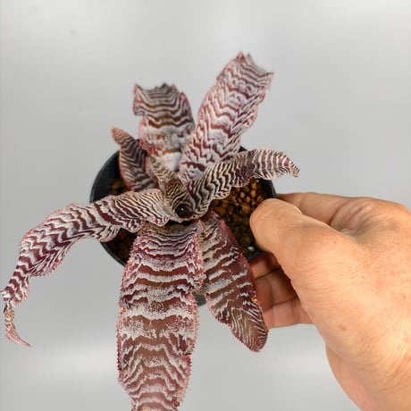 Cryptanthus 'Silver Zones' Bromeliad Cultivar Register (2146)