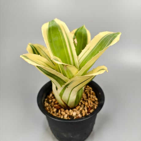 Hohenbergia 'Zuikaku' (BCR16859)