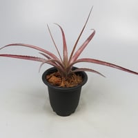 Aechmea recurvata f.rubra