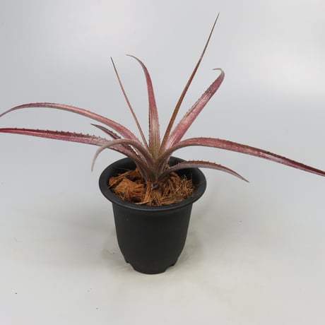 Aechmea recurvata f.rubra