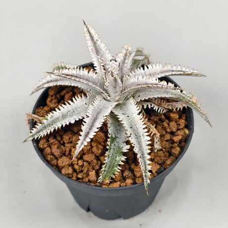 Dyckia Suzaku 朱雀　(Comet x Siam Winter Kiss)