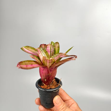 Neoregelia 'Moonlight Huge' Toum Sprung-Garden Hybrid
