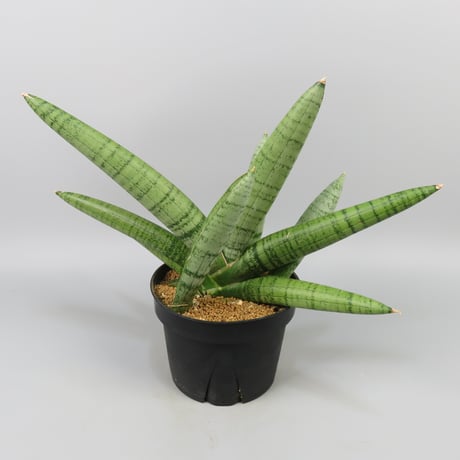Sansevieria White Rhino