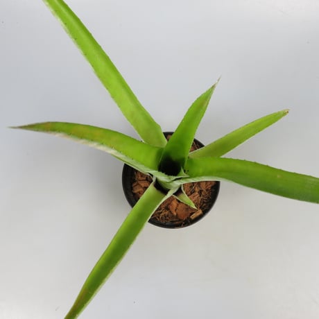 Aechmea 'Charles Hodgson' Bromeliad Cultivar Register (125)