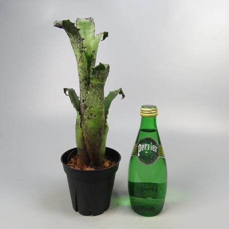 Hohenbergia magnispina ex Hermann Prinsler