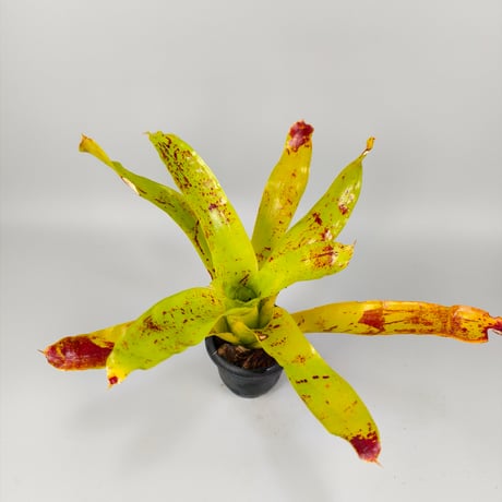 Neoregelia kautskyi
