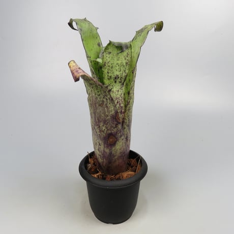 Hohenbergia magnispina ex Hermann Prinsler