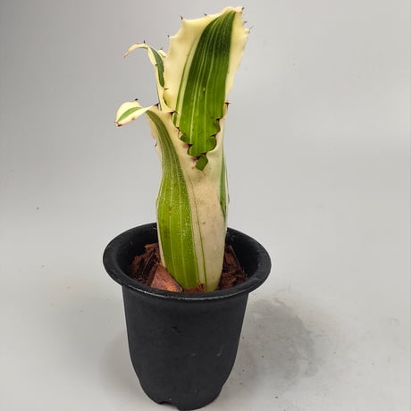 Hohenbergia Karla (BCR11568) ex Hermann Prinsler