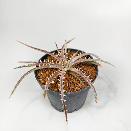 Dyckia dawsonii Bill Baker Clone