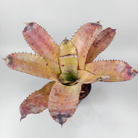 Aechmea Whyanbeel (Hohenbergia sp Brazil)