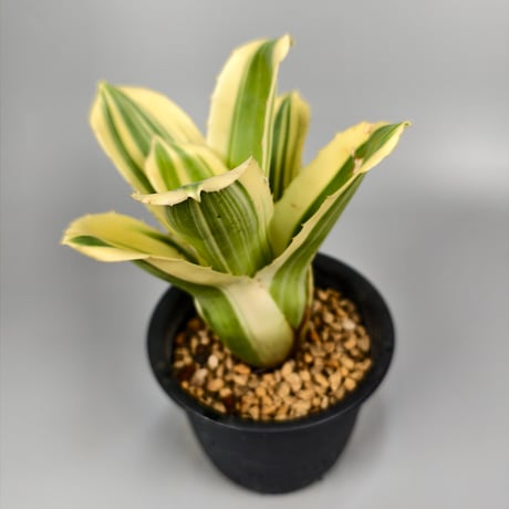 Hohenbergia 'Zuikaku' (BCR16859)