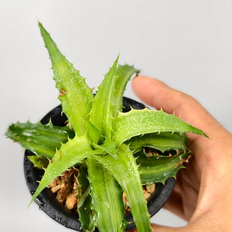 Orthophytum 'Iron Ore' × ('Brittle Star' × sexicola)