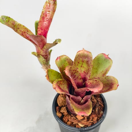 Chiquita Linda x punctassima