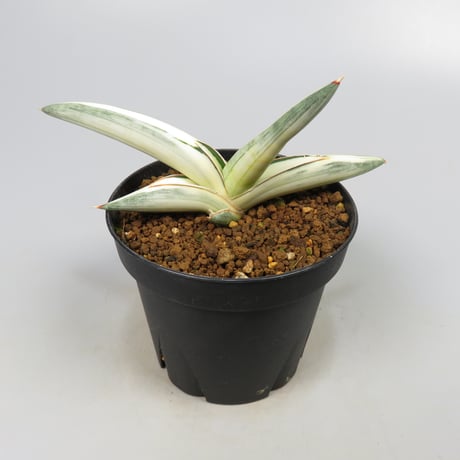 Sansevieria lavranos 1970 white variegated from Yoky plant
