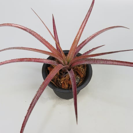 Aechmea recurvata f.rubra