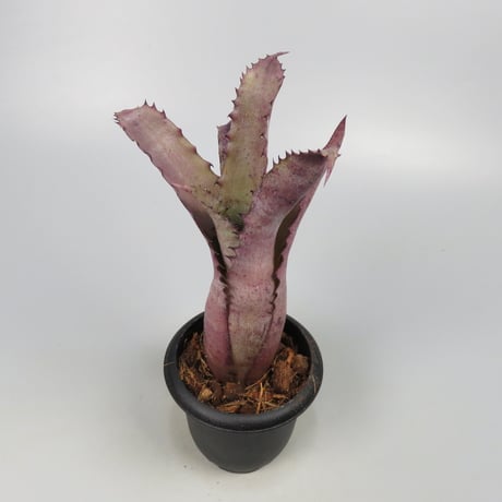 Hohenbergia 'Ouchi' (sp. Brazil)