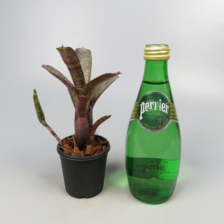 Neoregelia ampullacea 'Zebrina' (WBC2006 Chan)
