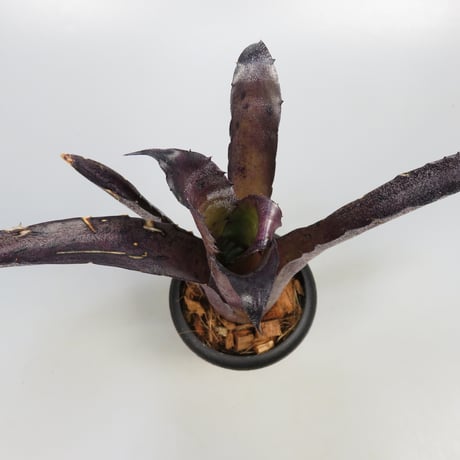 Hohenbergia leopoldo-horstii Hawaii form
