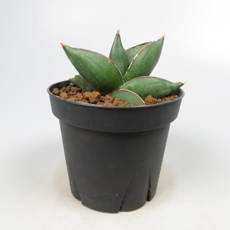 Sansevieria konnichiwa from Yoky plant