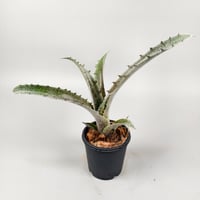 Hohenbergia sp BRT MG177 ex SN