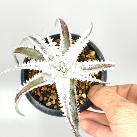 Dyckia 'Phanat Nikhom'