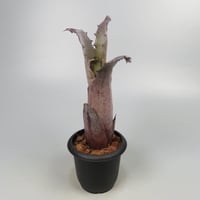 Hohenbergia sp. 357