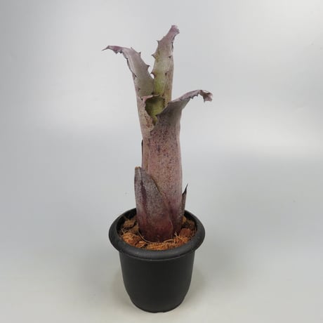 Hohenbergia sp. 357