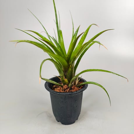 Aechmea recurvata var. benrathii stoloniferus ex SN