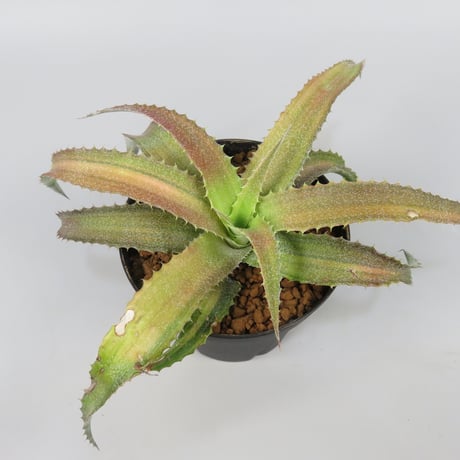Orthophytum 'Iron Ore' variegata