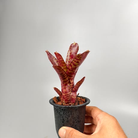 Neoregelia punctassima rubra x Hot Ember