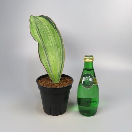 Sansevieria Bruda from Yoky plant