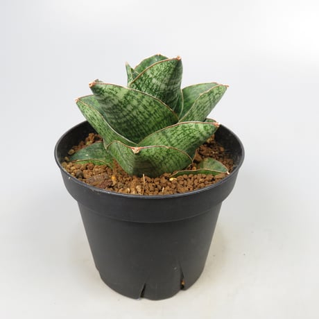 Sansevieria Yokmorakot from Yoky plant
