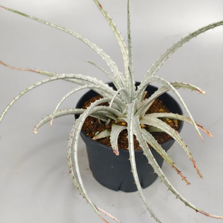 Hechtia sp. Barranca de Toliman ex Andy Siekkinen