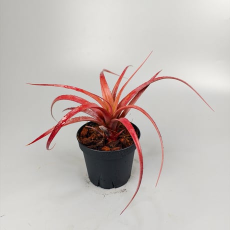 Aechmea recurvata f.rubra