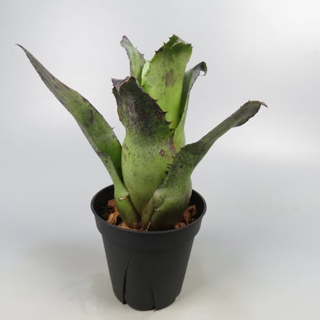 Hohenbergia leopoldo-horstii Black form
