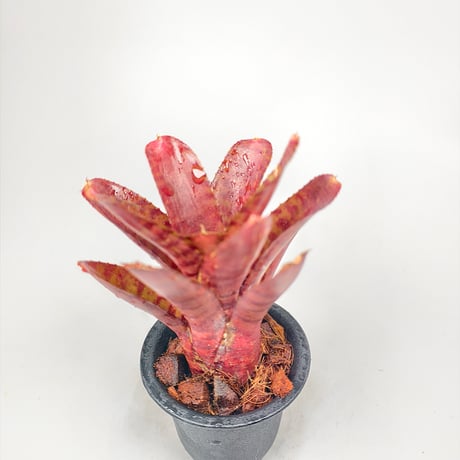 Neoregelia punctassima rubra x Hot Ember
